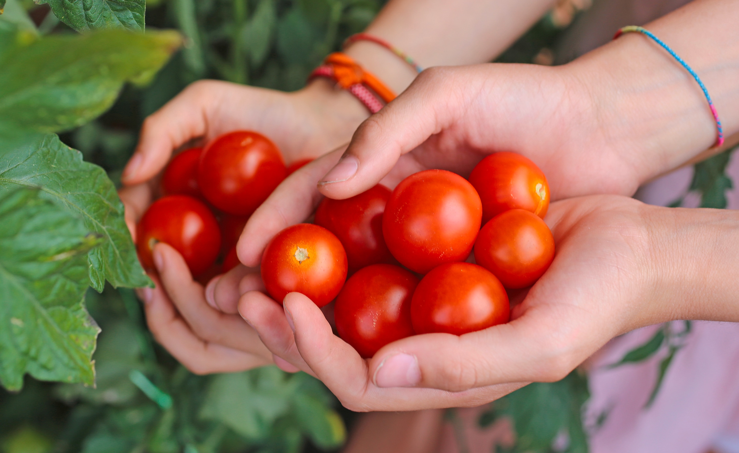 Hände halten Tomaten in den Händen