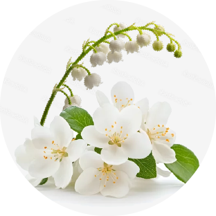 banner showing the fregrance for each variants