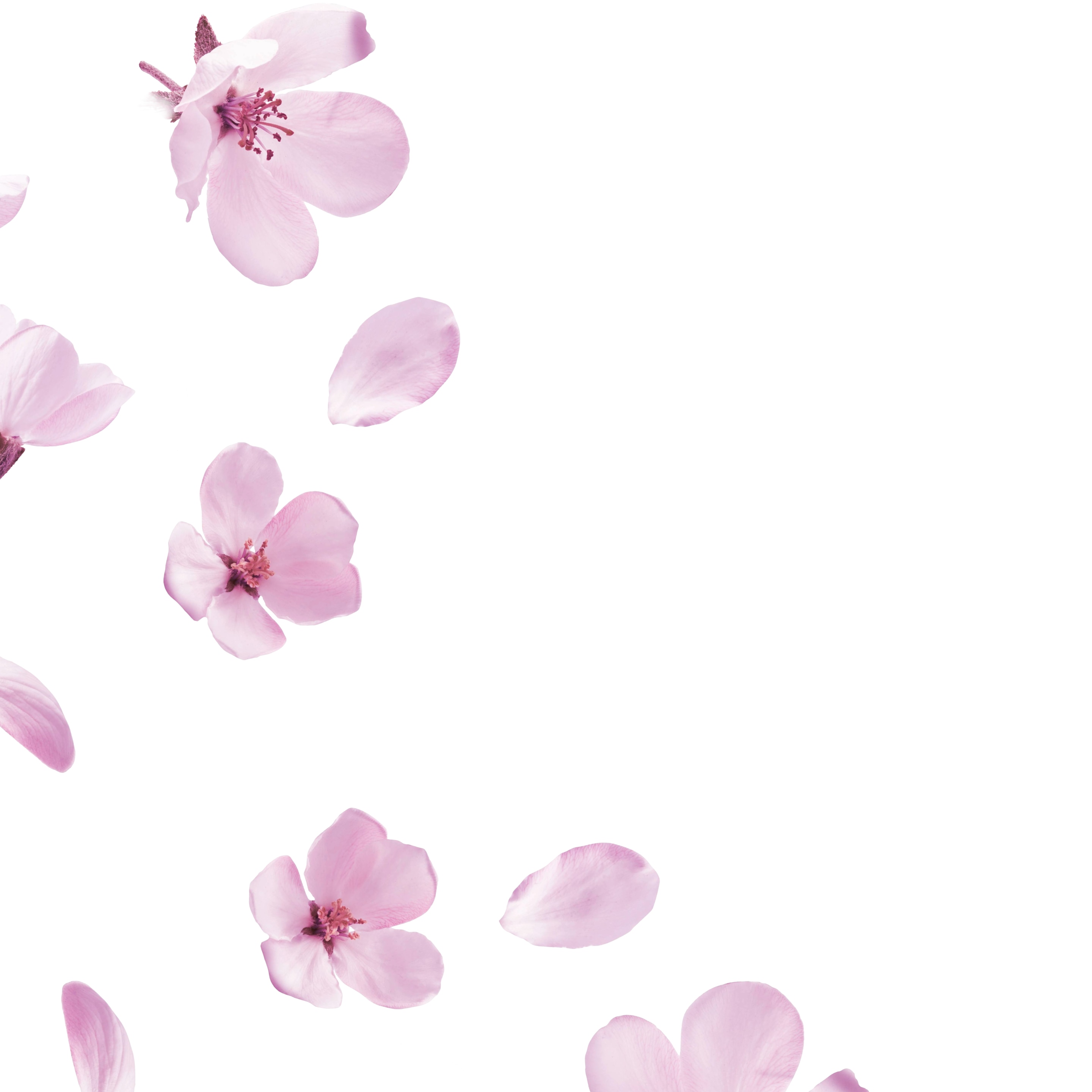 Dove flowers and petals