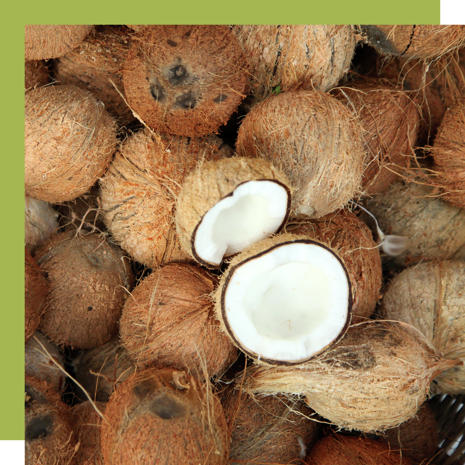 coconut curls products