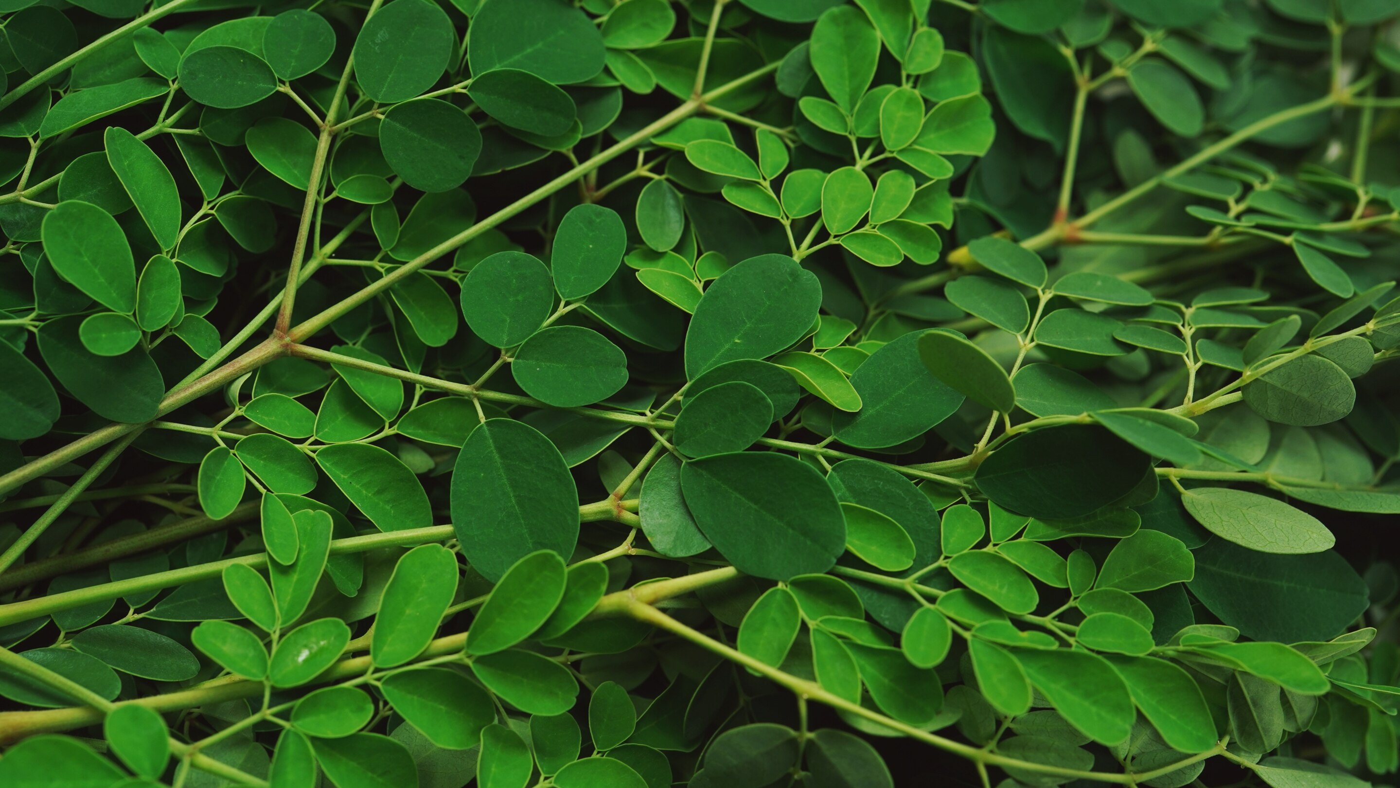 Moringa Leaves Nutrition Facts