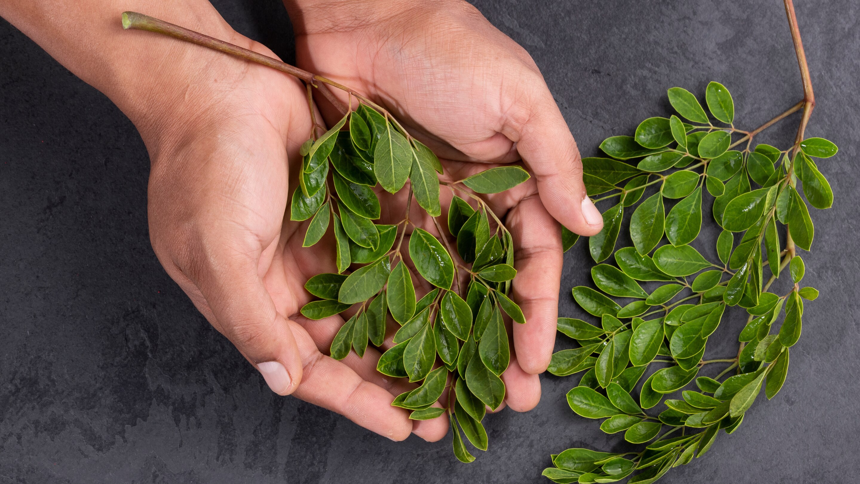 What Is Moringa Leaves?