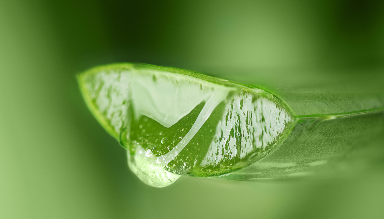 Step 1: Choose a Fresh Aloe Vera Leaf