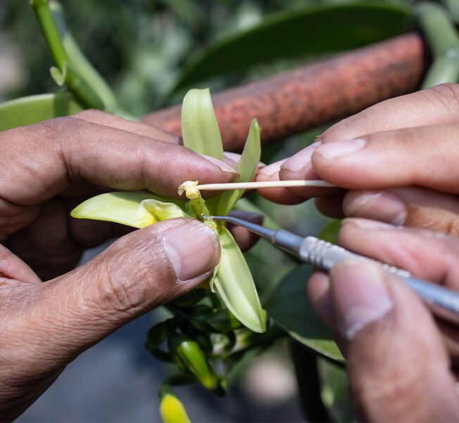 Hands of a vanilla grower harvesting natural vanilla from a pod from a tropical orchid