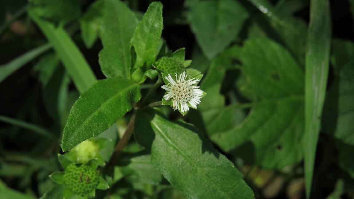 Bhringraj Hair Oil Benefits and Hair Growth Tips