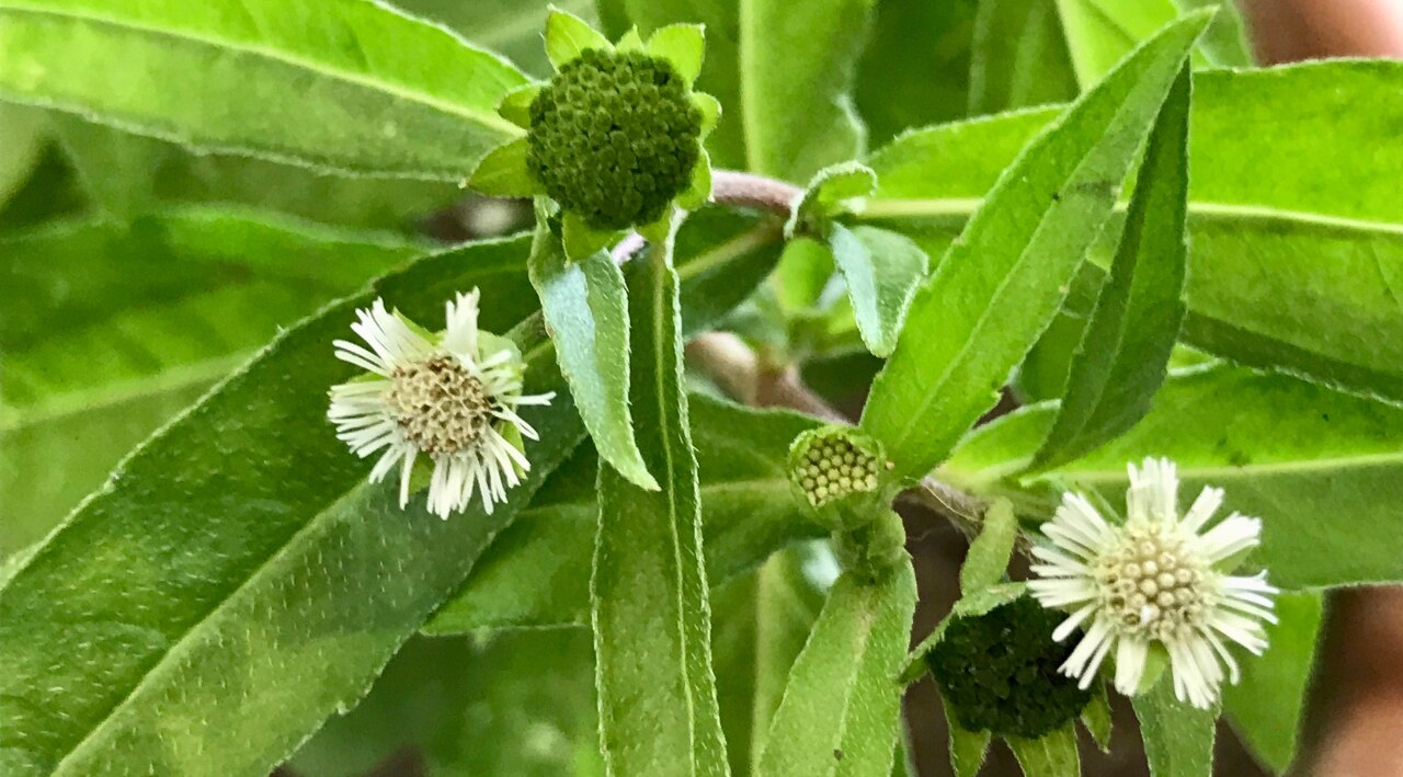 Key Benefits of Bhringraj Hair Oil