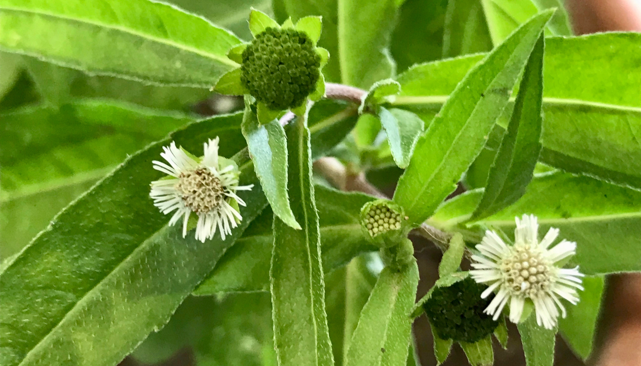 Key Benefits of Bhringraj Hair Oil