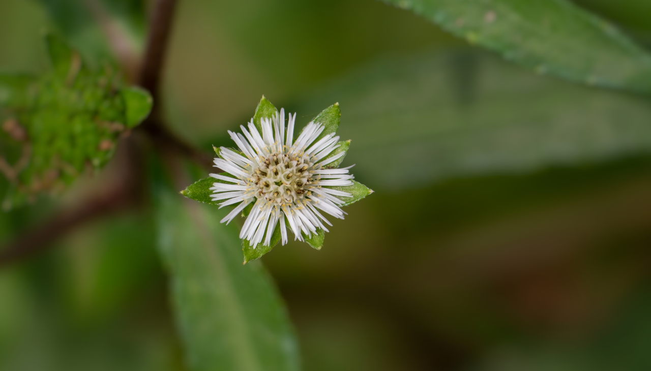 Tips to Maximise Bhringraj Hair Oil Benefits