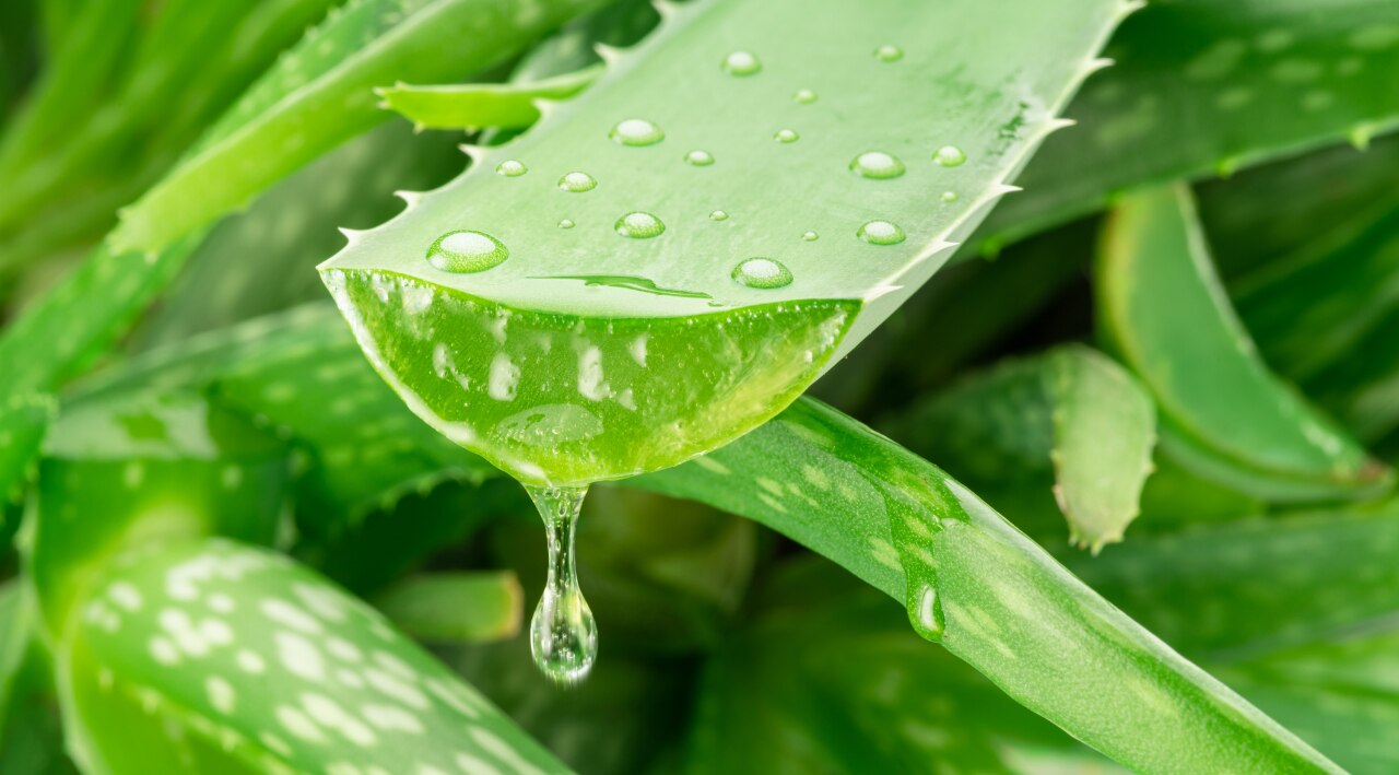 Aloe Vera