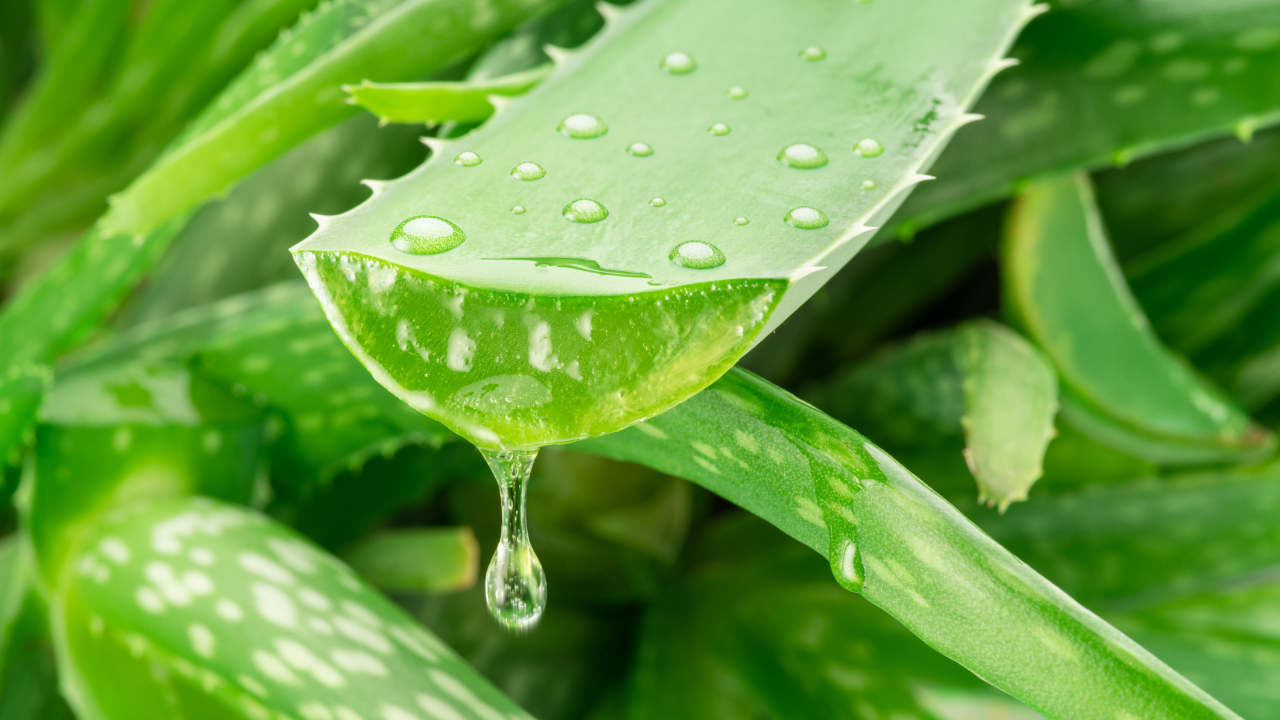 Aloe Vera