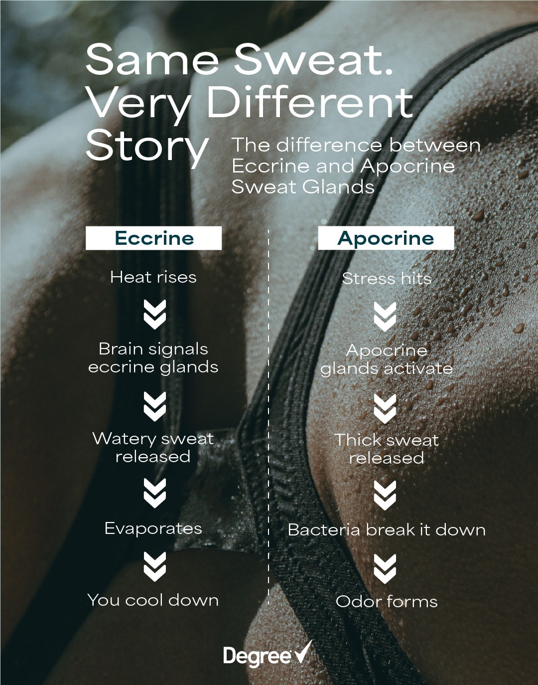 Infographic explaining the differences between Eccrine Sweat Glands and Apocrine Sweat Glands