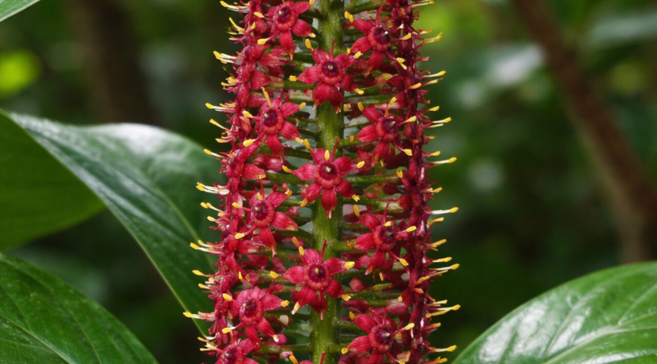 What Is Jaborandi Hair Oil?