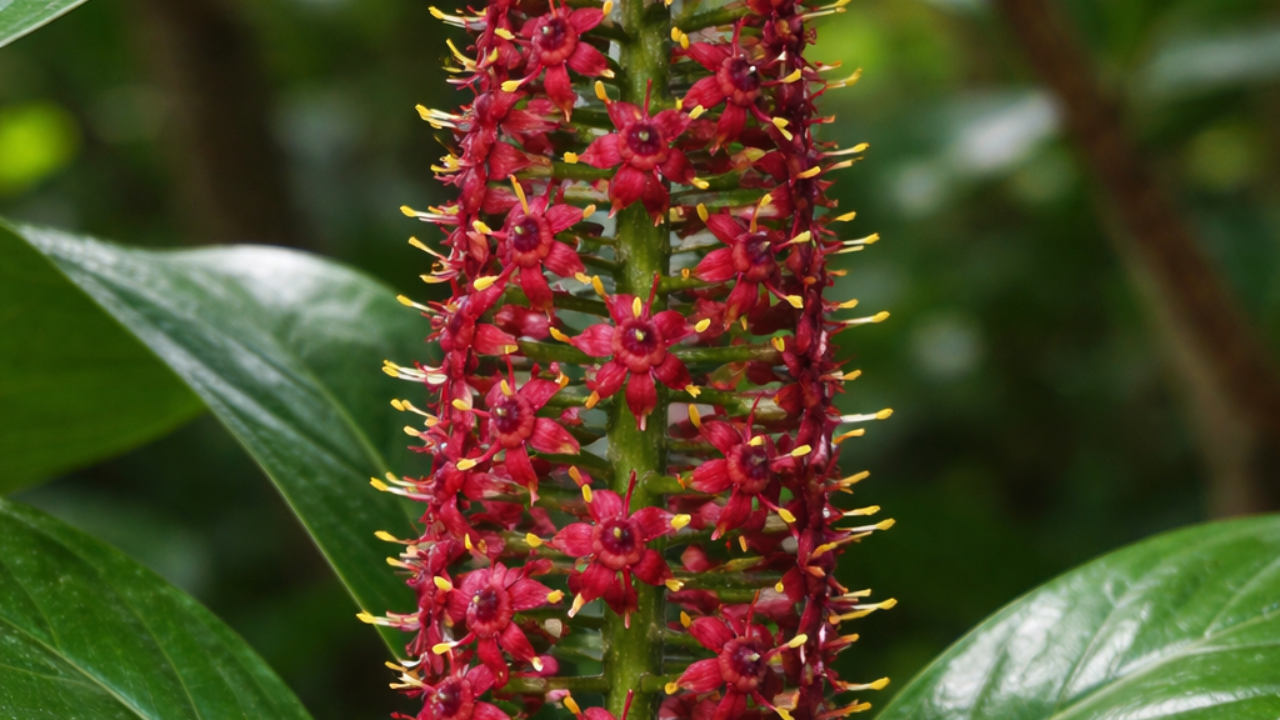 What Is Jaborandi Hair Oil?