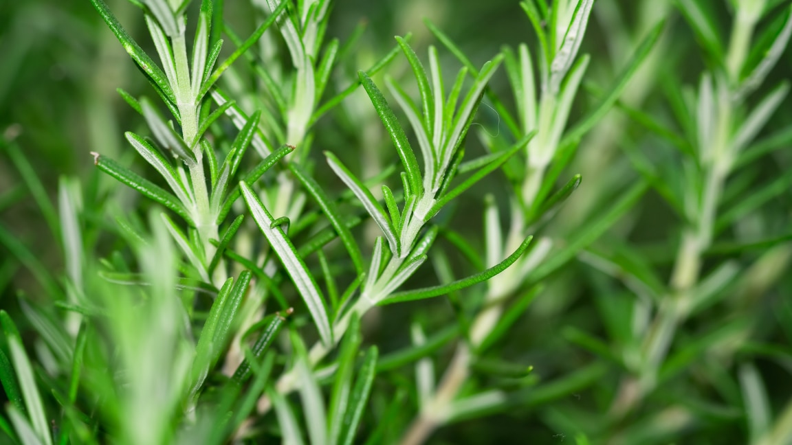 Rosemary Leaves Benefits and How to Use