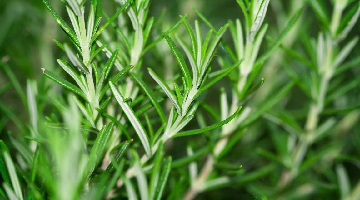 Rosemary Leaves Benefits and How to Use