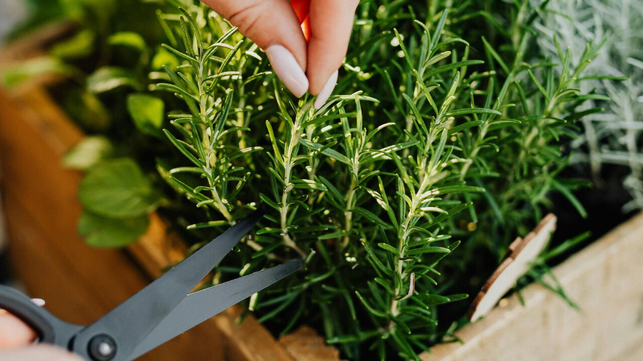 Tips to Use Rosemary Leaves Safely