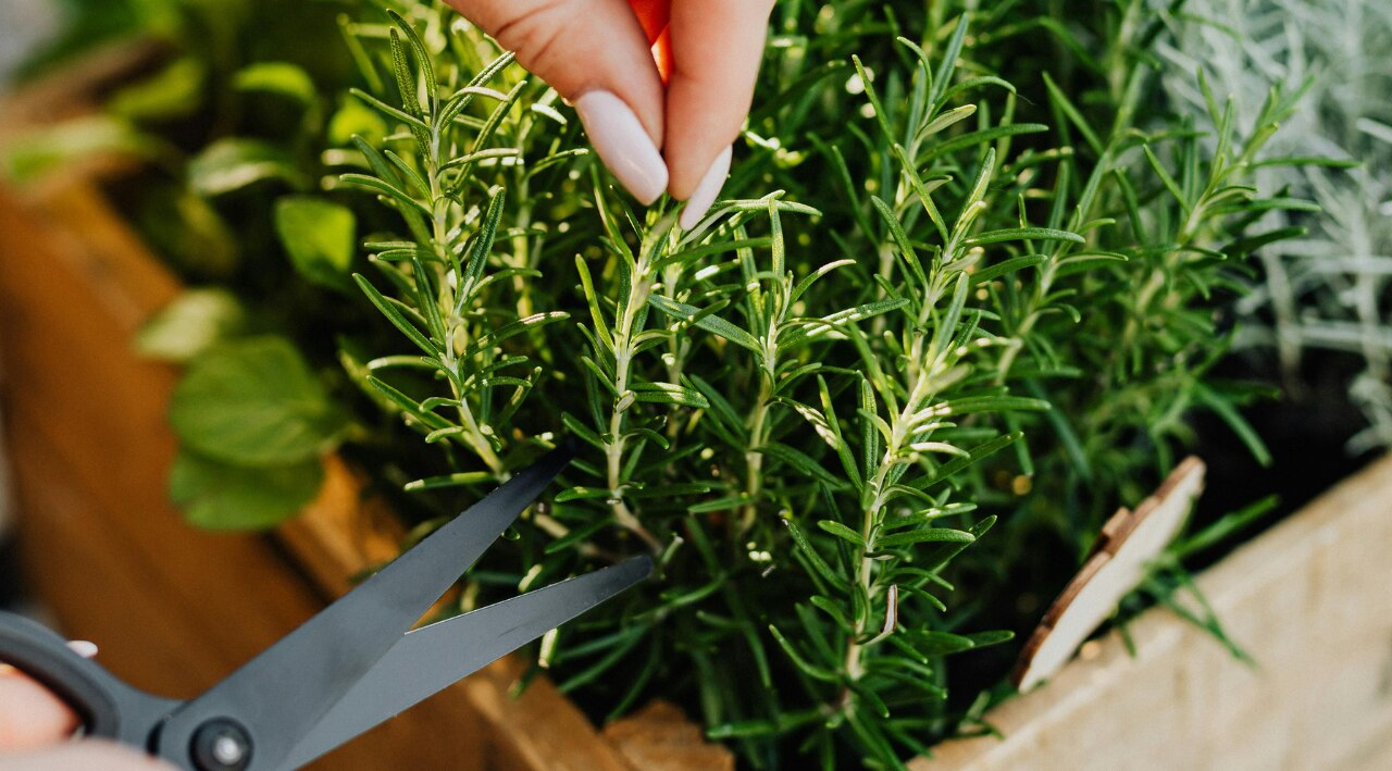 Tips to Use Rosemary Leaves Safely