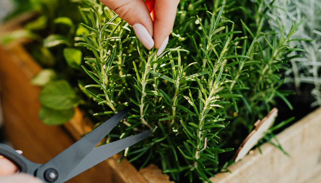 Tips to Use Rosemary Leaves Safely