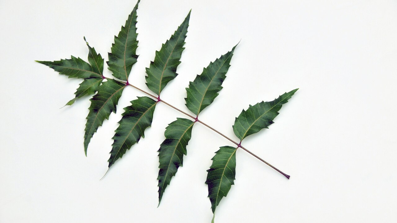 How Often to Use Neem Face Pack