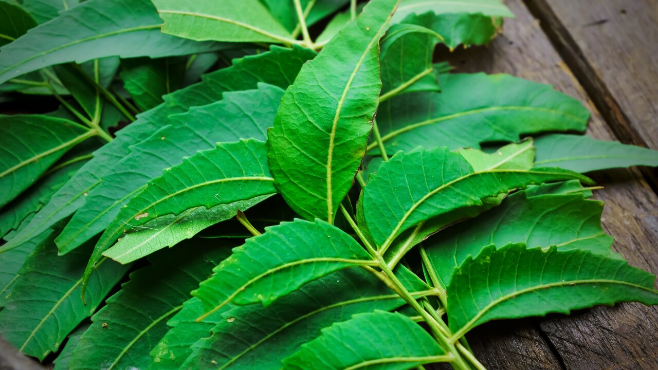 Why Neem Is Good for Skin
