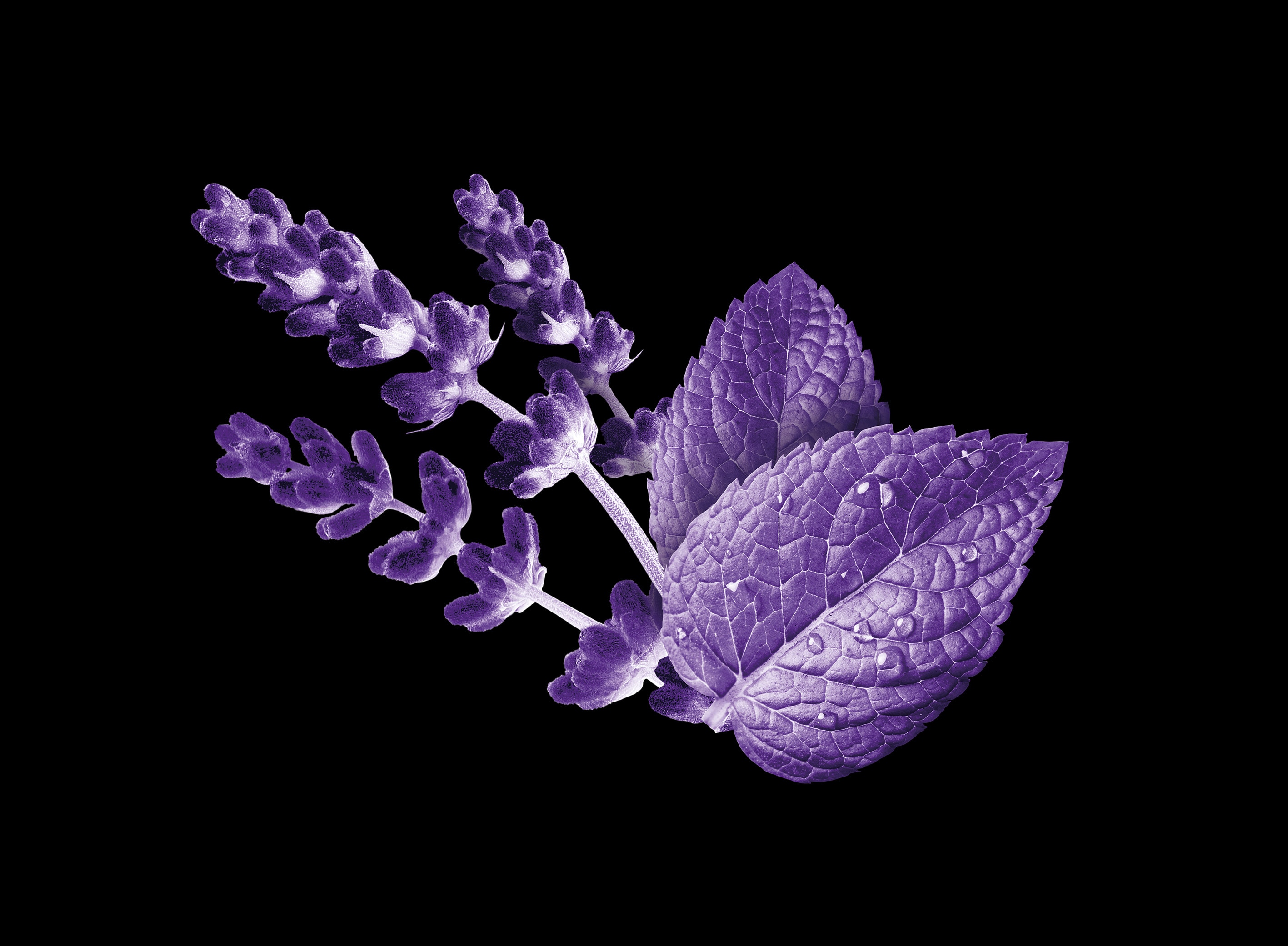 Blue Lavender