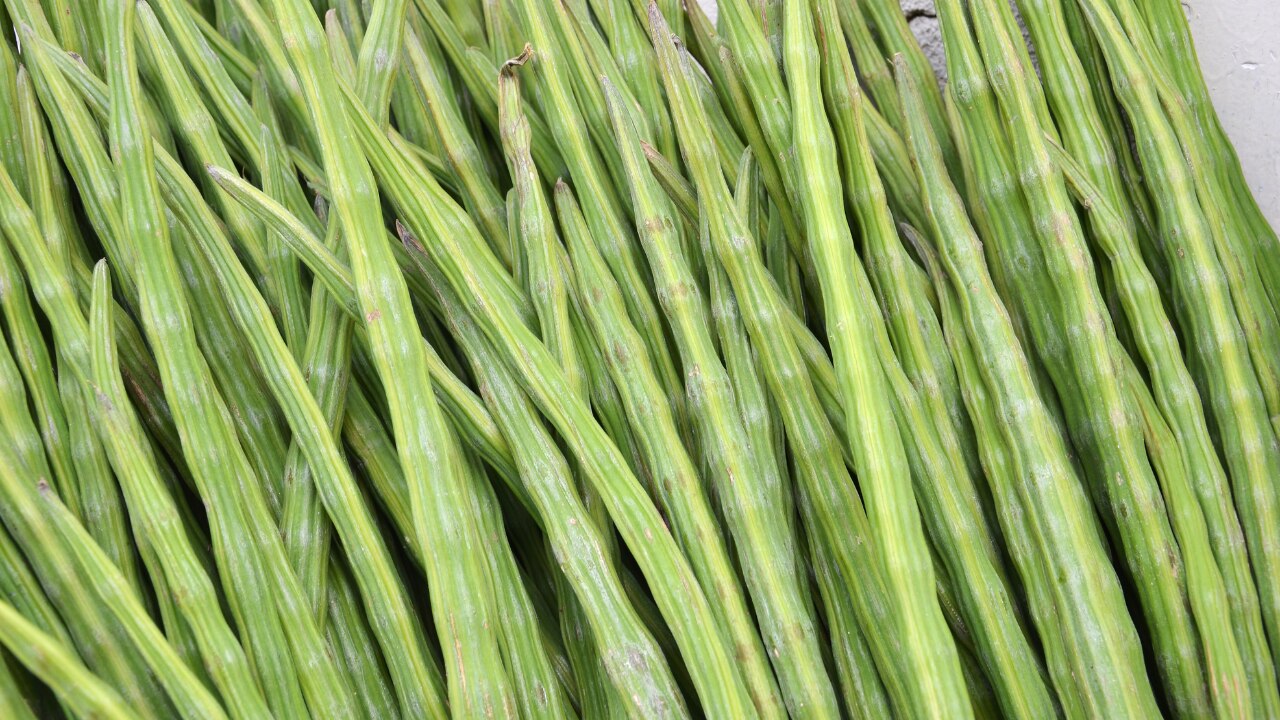 What Is Drumstick? Understanding the Basics and Why It Is Valued in Traditional Diets
