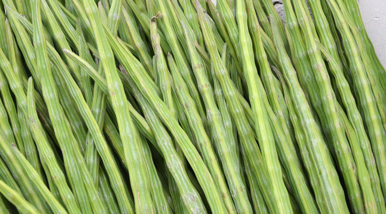 What Is Drumstick? Understanding the Basics and Why It Is Valued in Traditional Diets