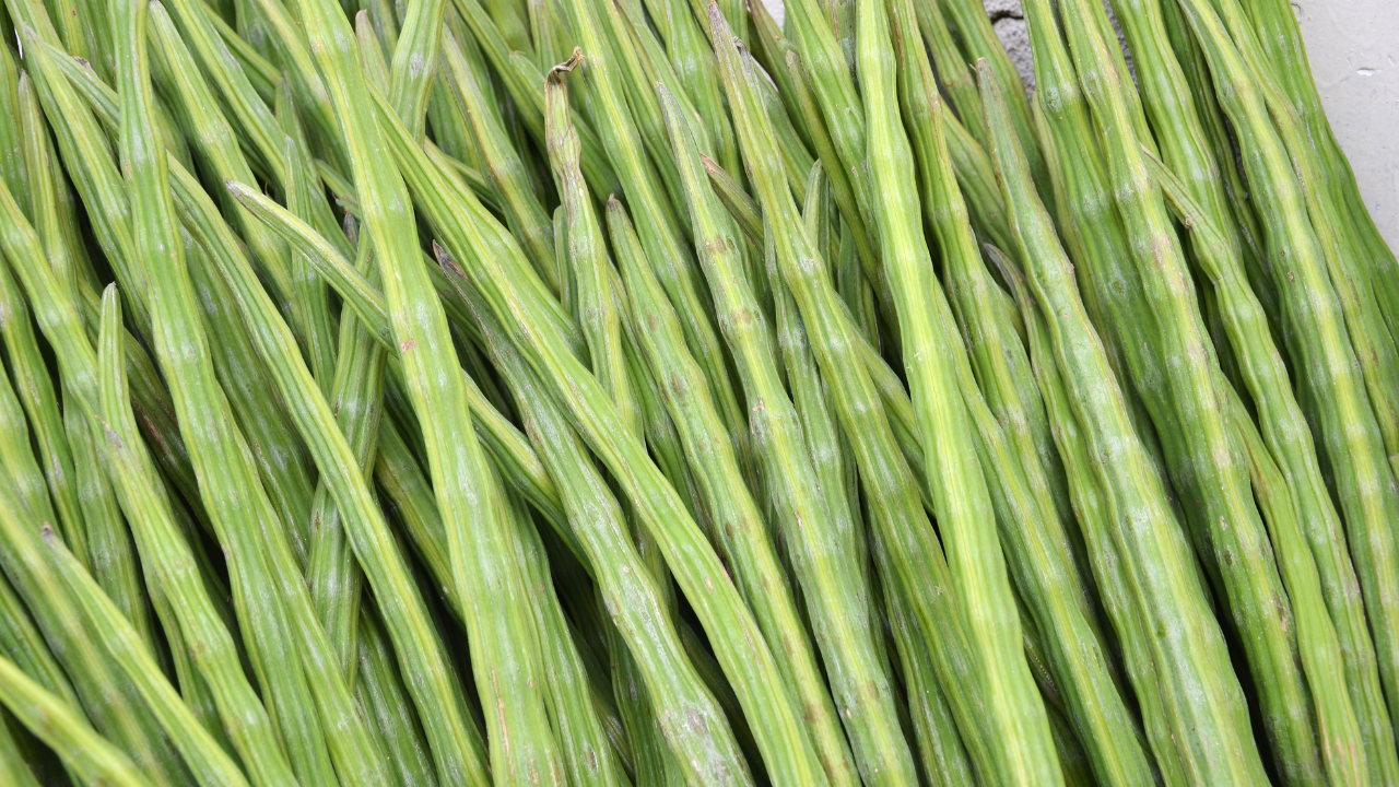 What Is Drumstick? Understanding the Basics and Why It Is Valued in Traditional Diets