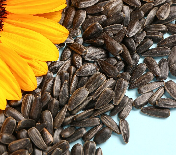 Image of Sunflower Seeds Benefits: Nutrition, How to Eat  & Side Effects