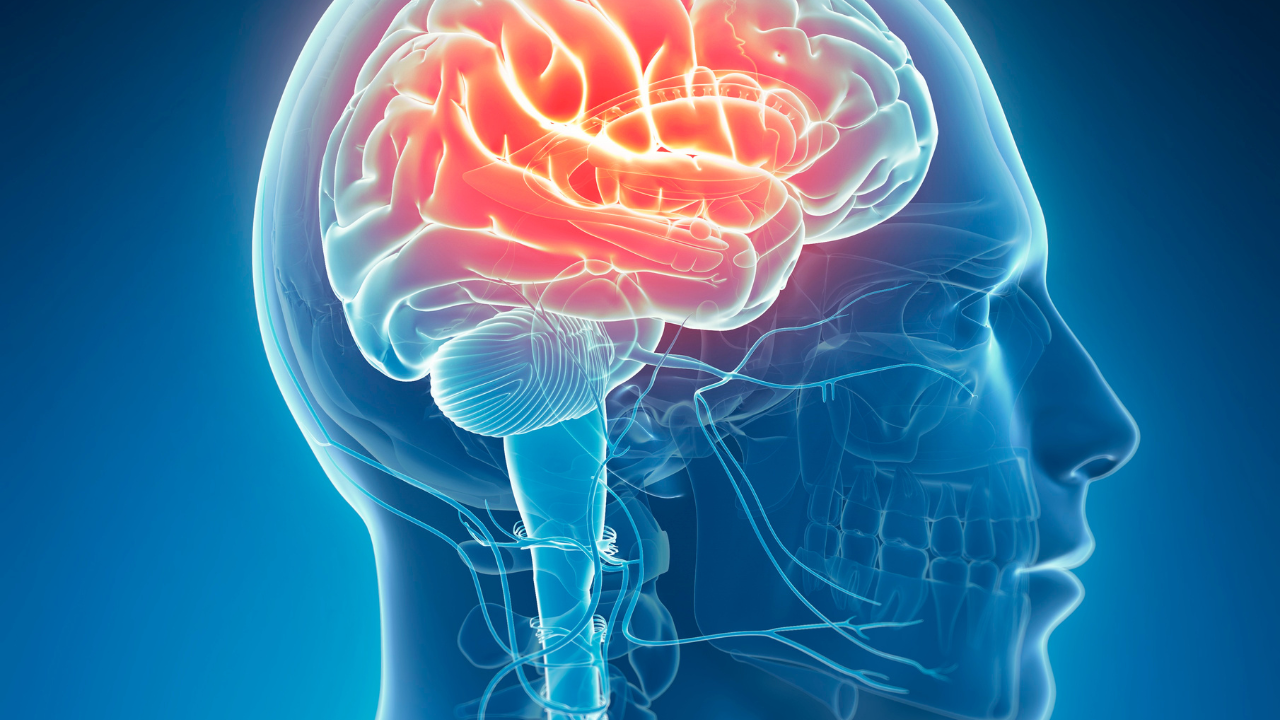 2. Enhances Brain Function & Memory