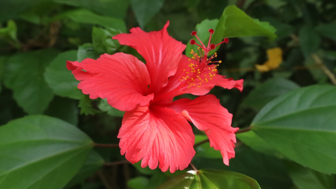 Image of Hibiscus Leaves for Hair: Key Benefits, How to Use & Disadvantages You Should Know