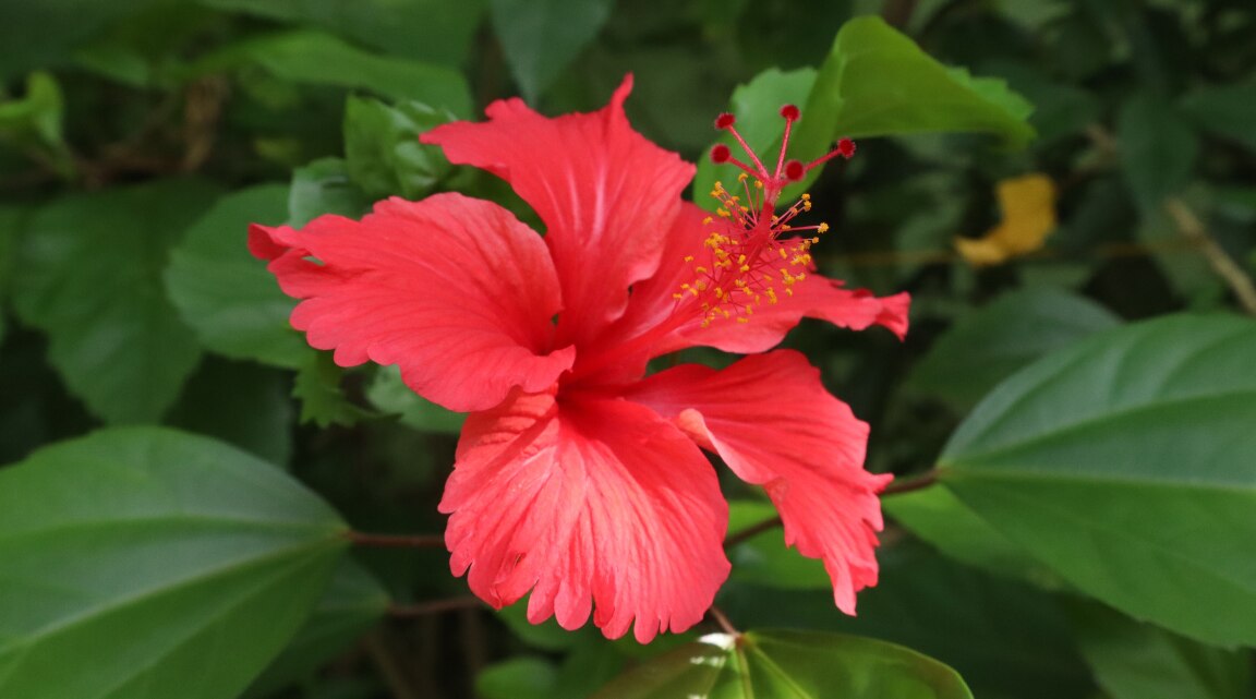 Hibiscus Leaves Benefits and Uses for Healthy Hair