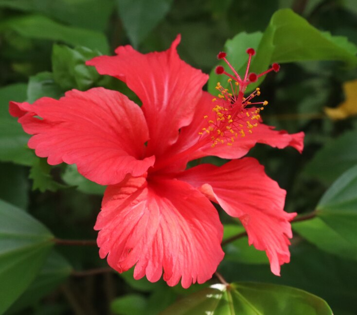 Image of Hibiscus Leaves for Hair: Key Benefits, How to Use & Disadvantages You Should Know