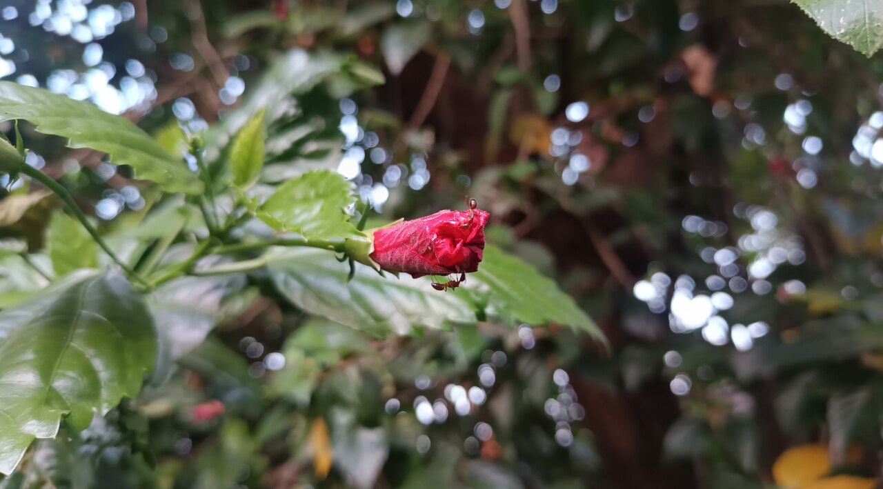 Disadvantages of Hibiscus Leaves for Hair