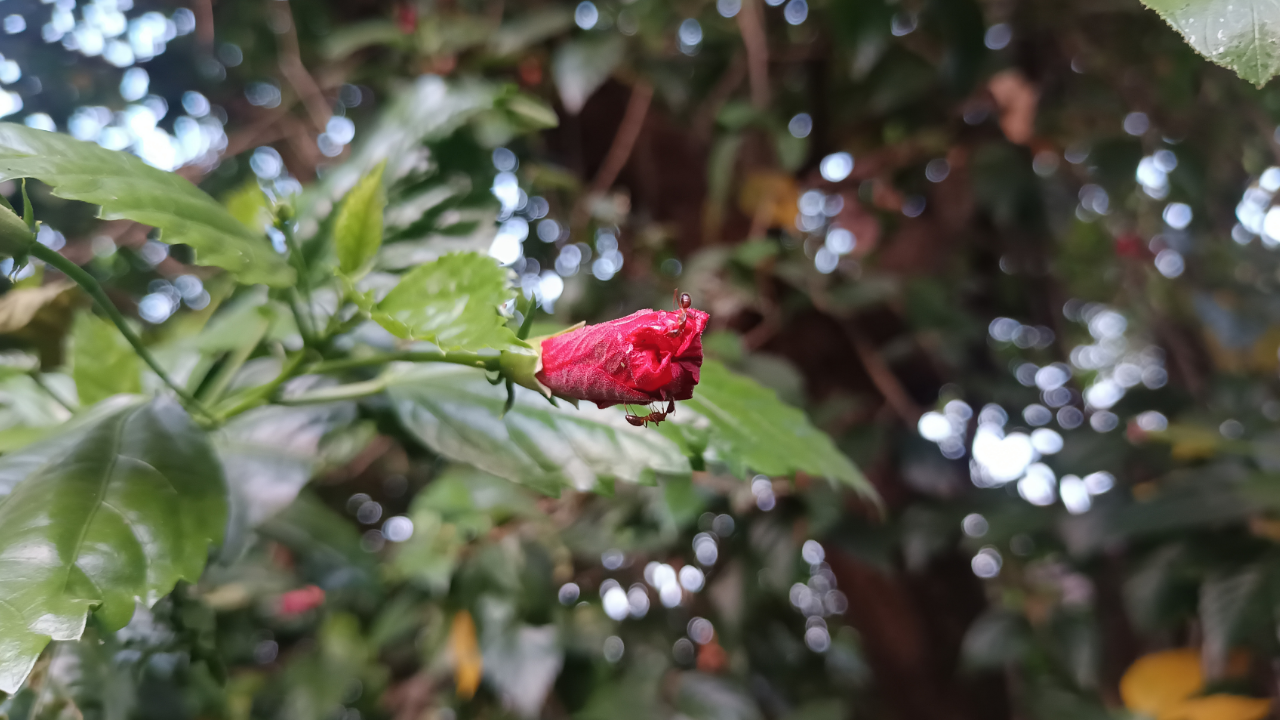 Disadvantages of Hibiscus Leaves for Hair