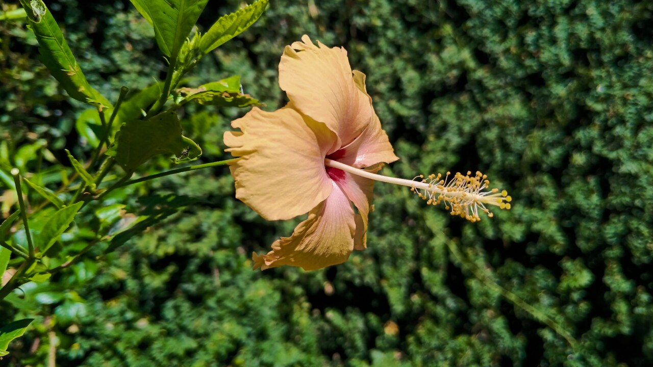 How Long Does Hibiscus Take to Work on Hair