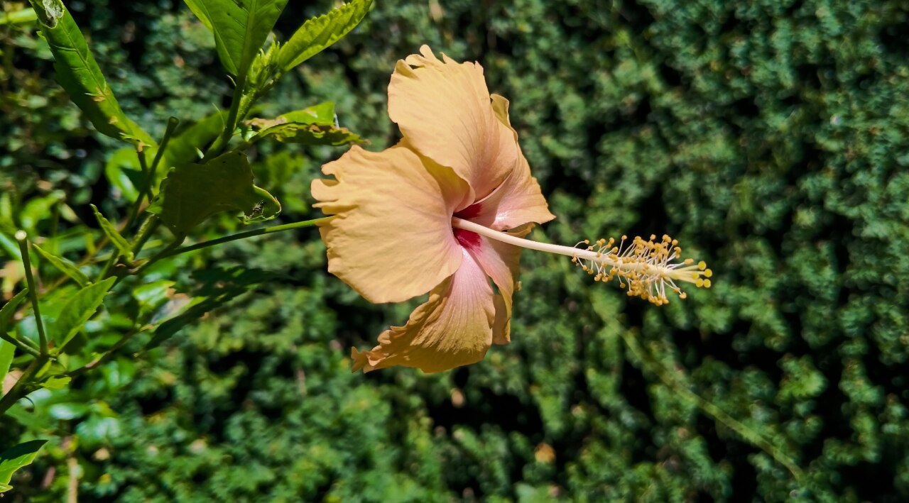How Long Does Hibiscus Take to Work on Hair