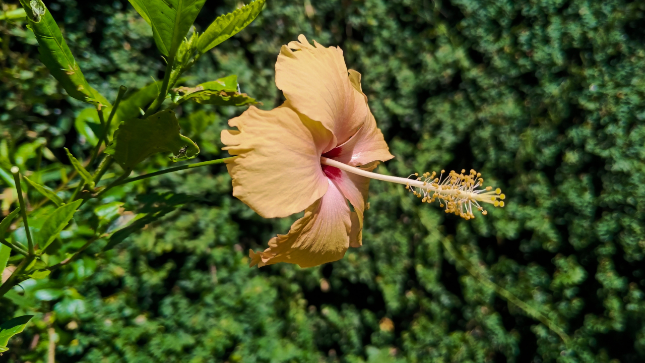 How Long Does Hibiscus Take to Work on Hair