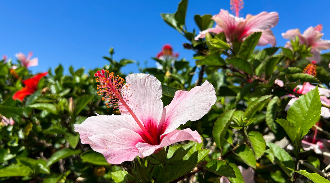How Often to Use Hibiscus Leaves for Hair