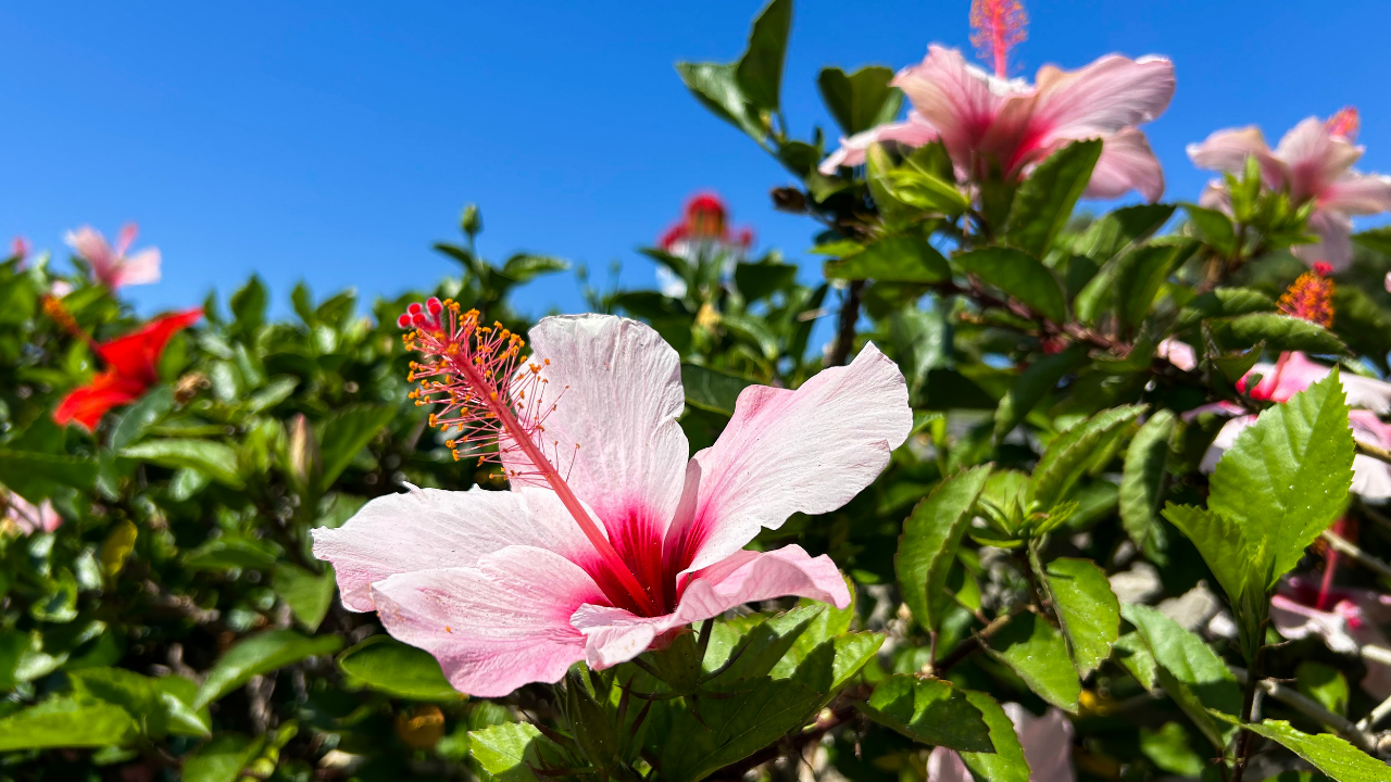 How Often to Use Hibiscus Leaves for Hair