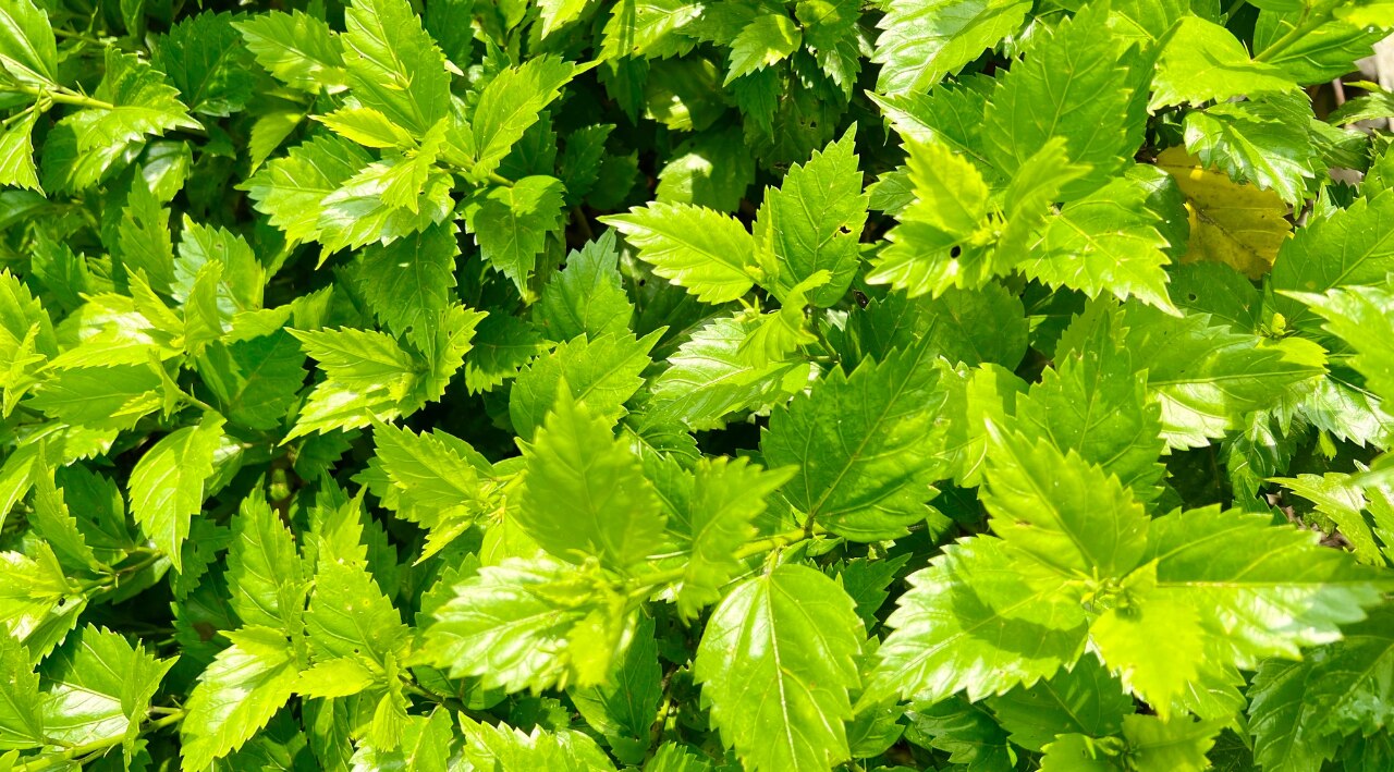 Is Hibiscus Leaves Good for Hair