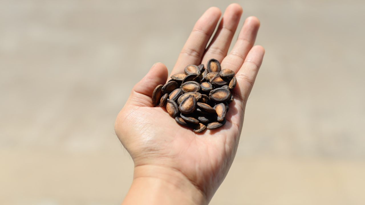 Who Should Avoid Watermelon Seeds