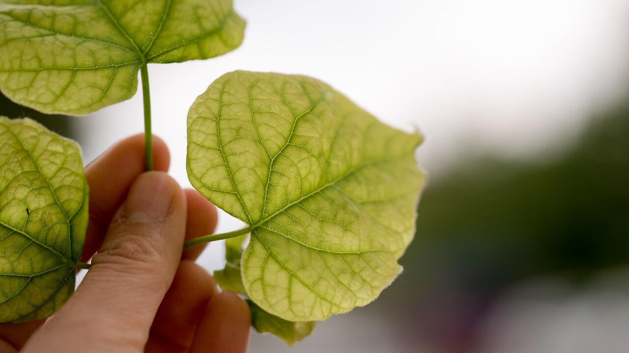 Who Should Avoid Hibiscus Leaves for Hair