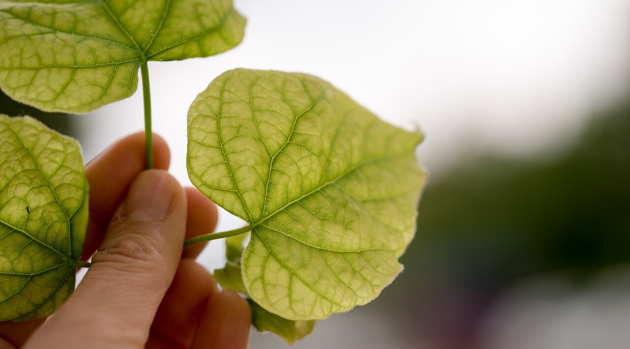 Who Should Avoid Hibiscus Leaves for Hair