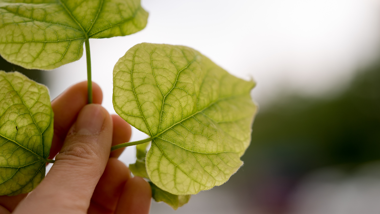 Who Should Avoid Hibiscus Leaves for Hair