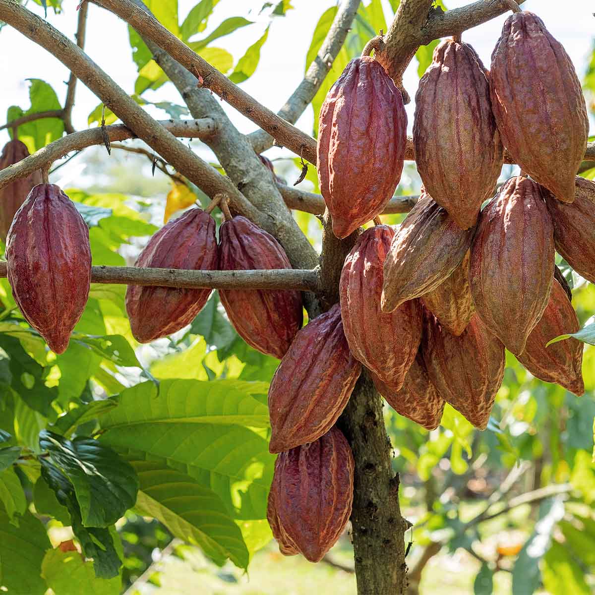 Cacao pods in a tree