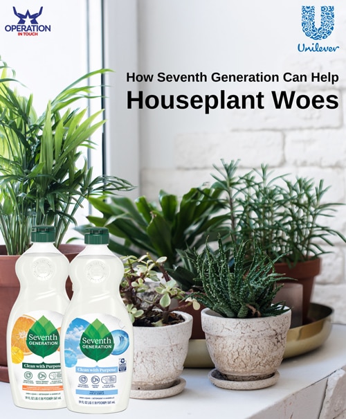 SVG houseplant woes article