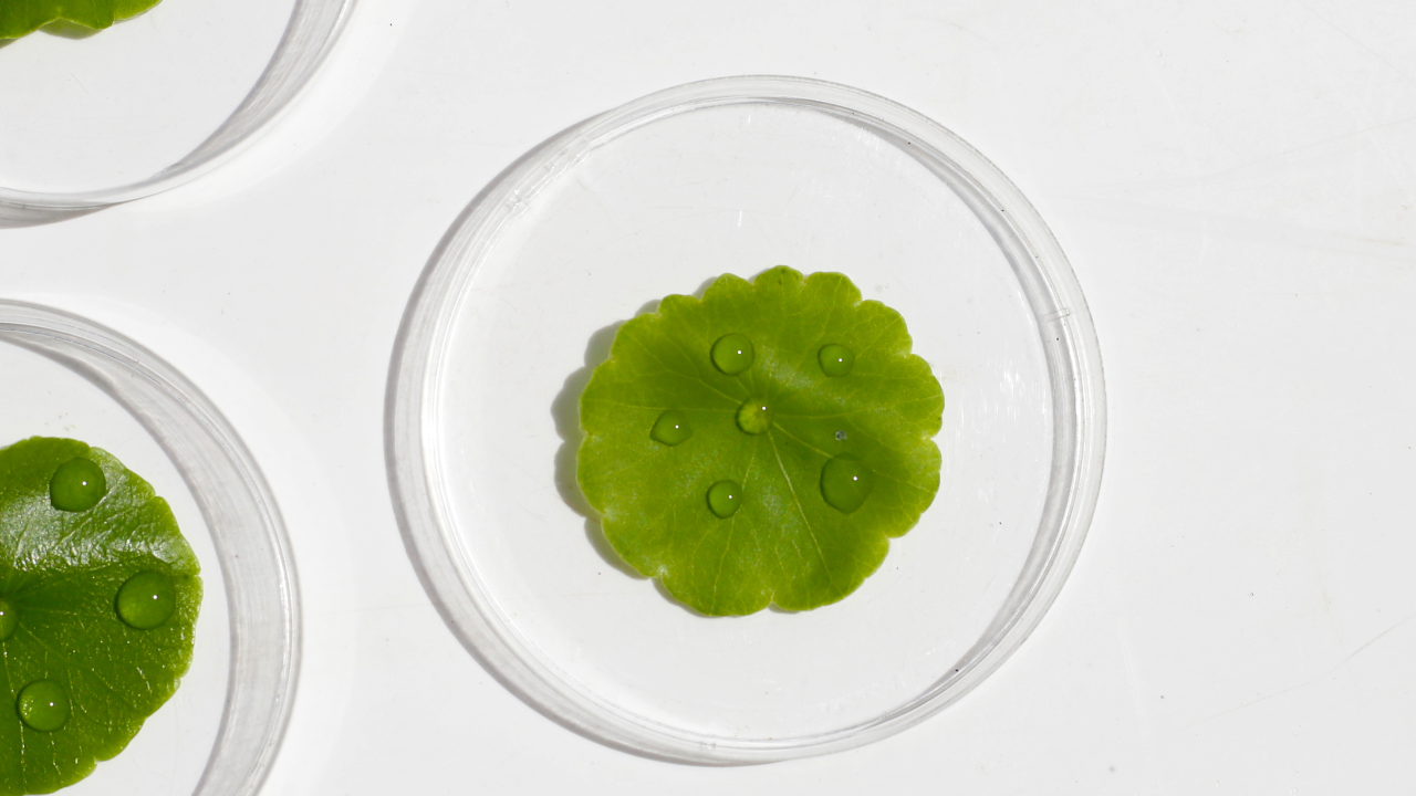CENTELLA ASIATICA (CICA) FOR CALMING SKIN