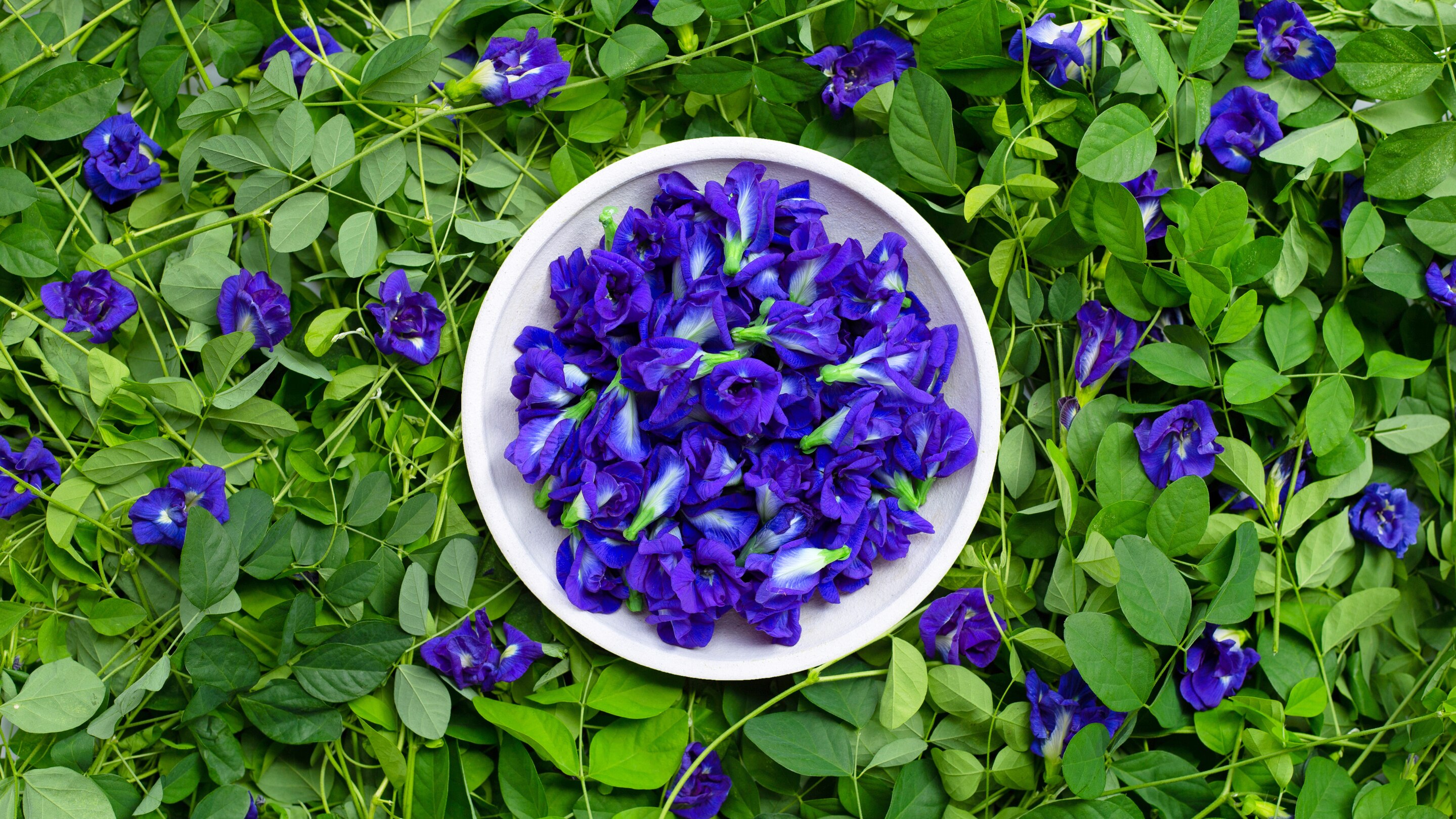 Rich in Antioxidants