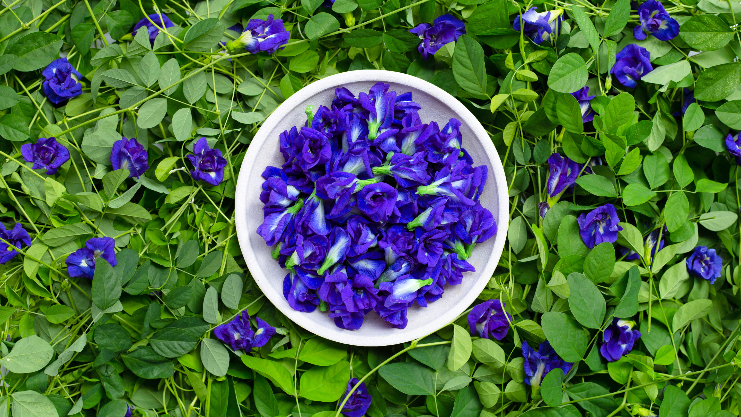 Rich in Antioxidants